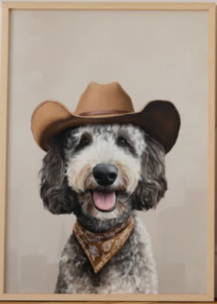 giant sheepadoodle adult male