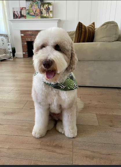 Brown sheepadoodle