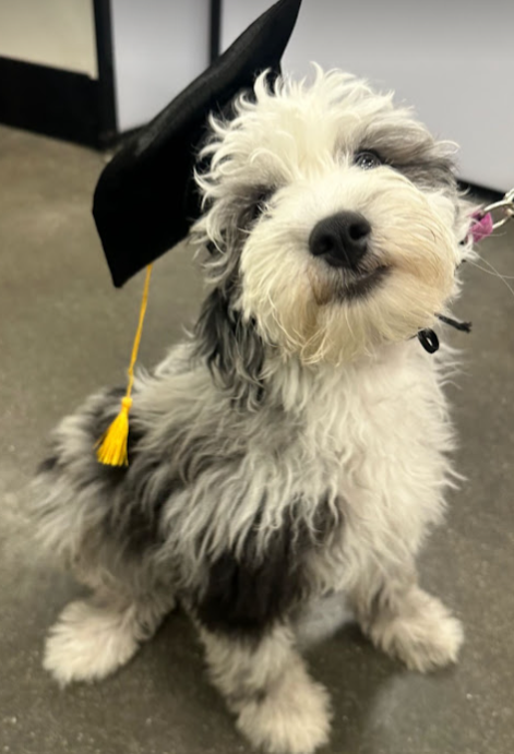 mini sheepadoodle merle with blue eyes