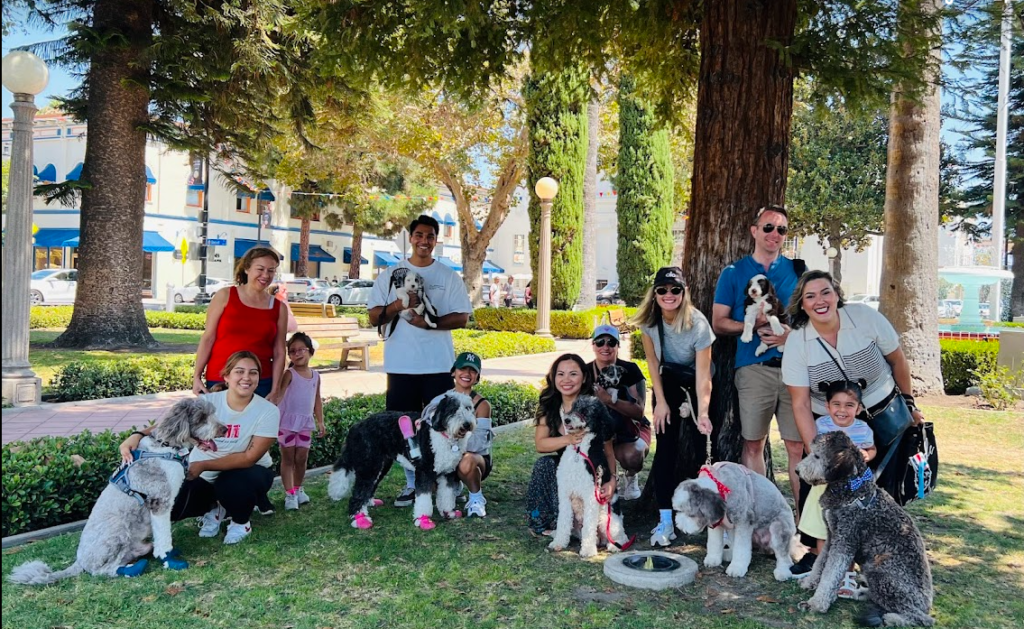 sheepadoodle pack walk