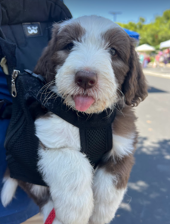 brown sheepadoodle puppy looking for their forever home.