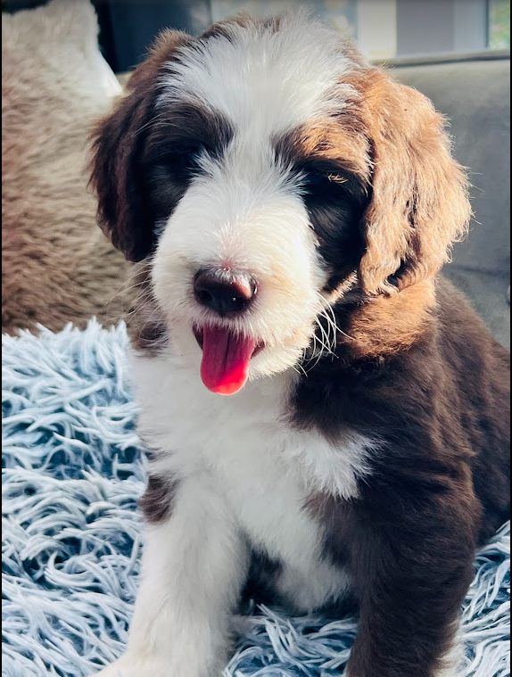 brown sheepadoodle puppy looking for their forever home.