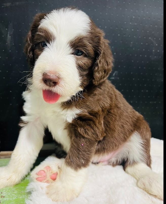 sheepadoodle puppy, brown, female, green eyes looking for their forever home.