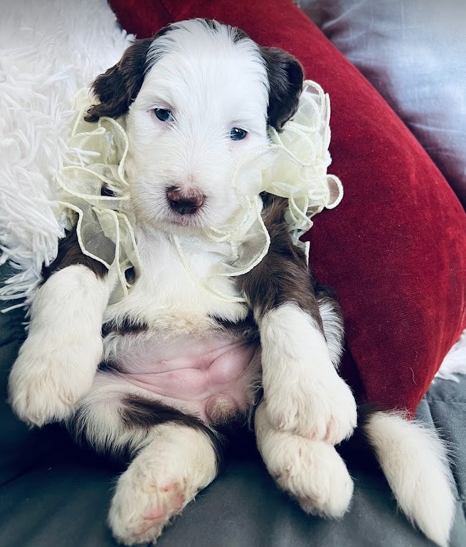 sheepadoodle puppy, brown, female, green eyes looking for their forever home.