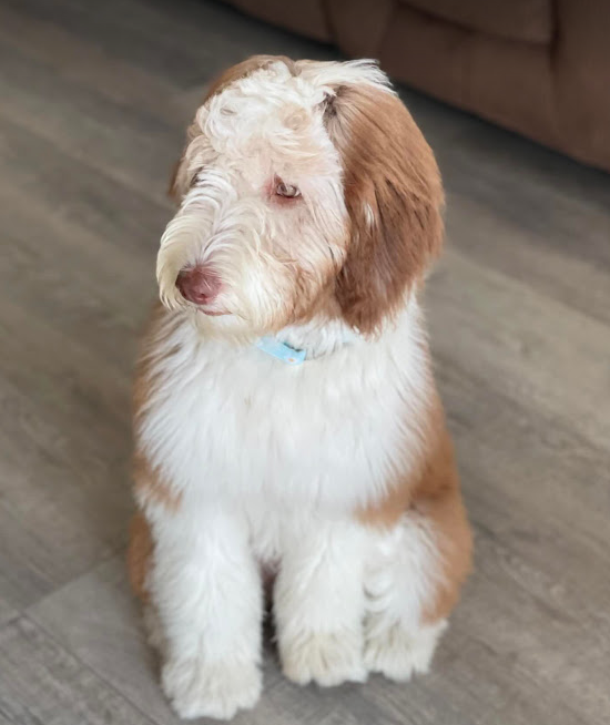 brown sheepadoodle with green eyes female puppy