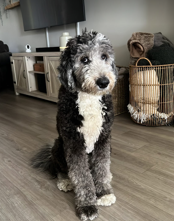 sheepadoodle female