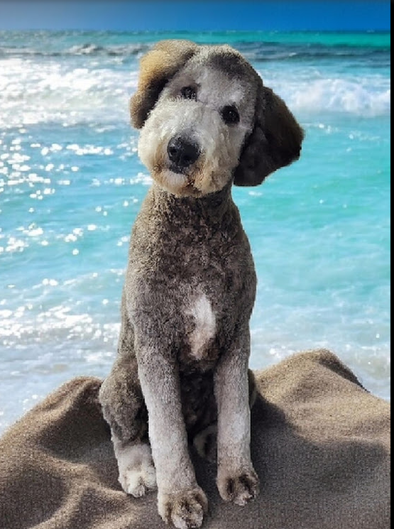 sheepadoodle male groomed teddy bear cut