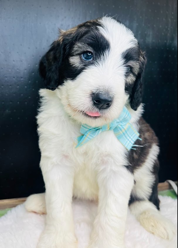 sheepadoodle puppy, male, large dog, looking for their forever home.