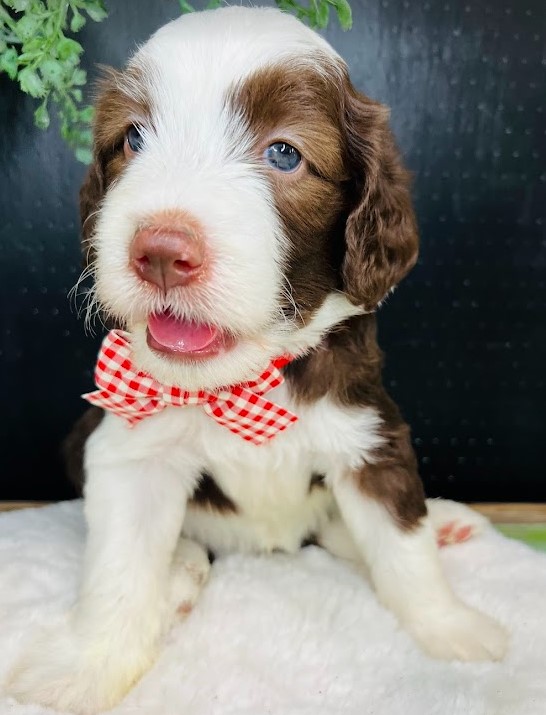 sheepadoodle puppy, male, brown, green eyes looking for his forever home