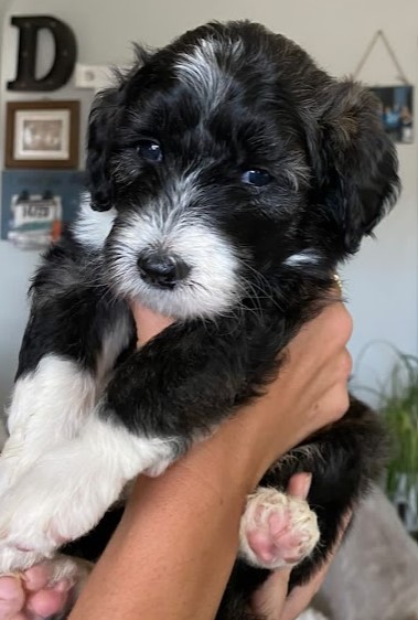 sheepadoodle puppy, male, black/white tuxedo looking for their forever home.