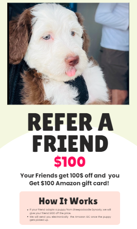 Refer a Friend Program for Sheepadoodles