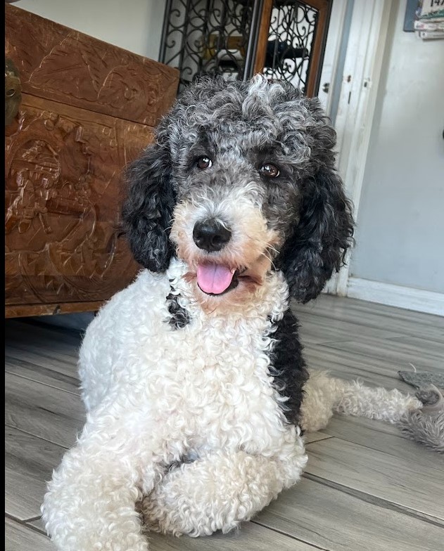 Parti Poodle black and white, female