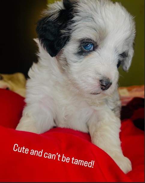 Mini Merle Sheepadoodle with blue eyes.