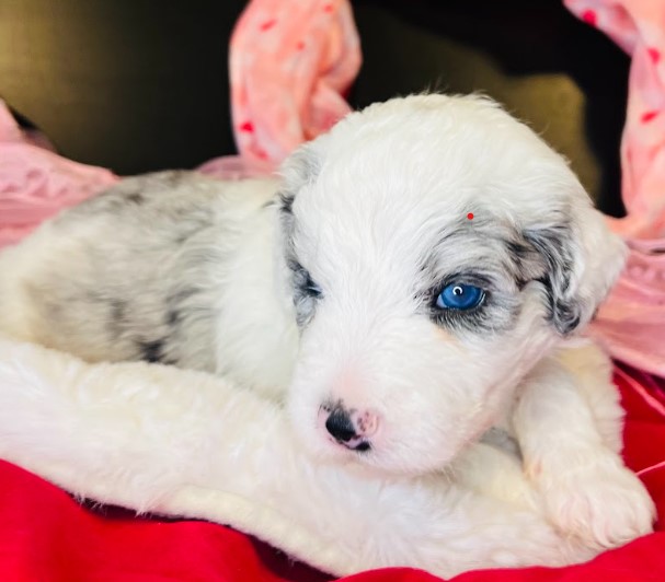 Mini Merle Sheepadoodle with blue eyes.