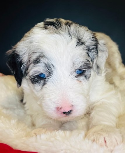 Mini Merle Sheepadoodle with blue eyes.