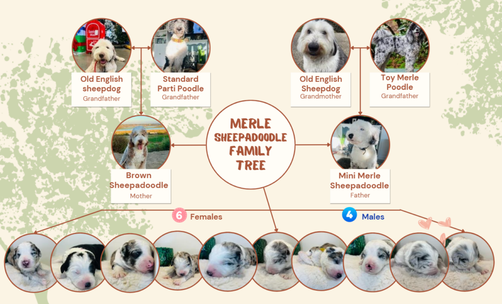 Sheepadoodle Family Tree