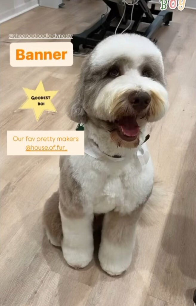 Brown sheepadoodle with a new haircut.