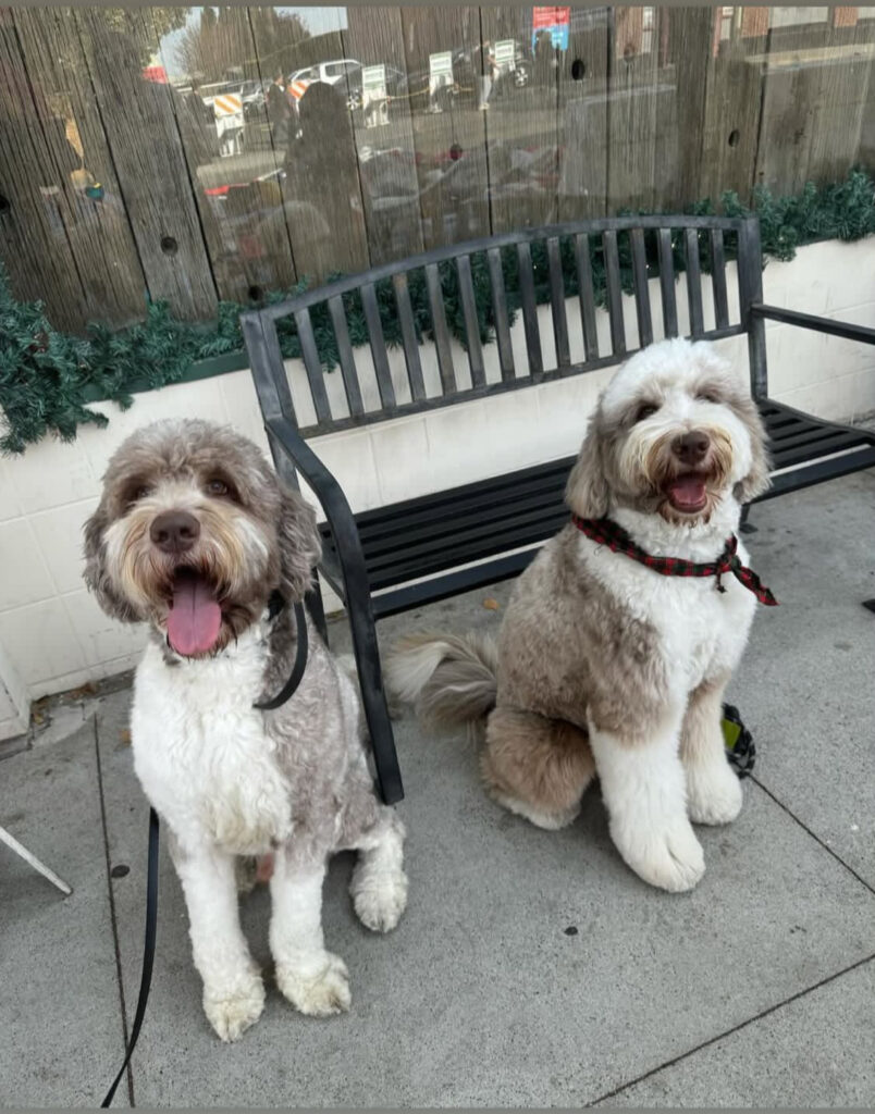 Two brown sheepadoodles in front of a store in Orange Downtown Circle.