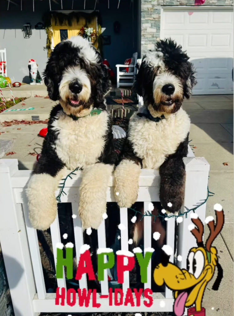 Two standard black/white tuxedo sheepadoodles celebrating Christmas