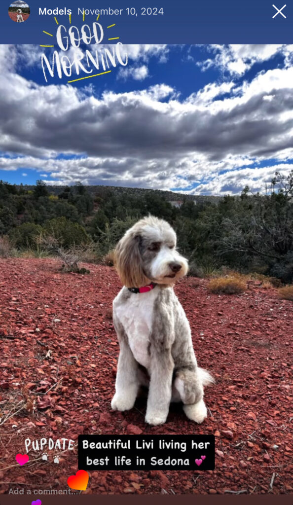 Brown standard sheepadoodle hiking in Sedona, AZ