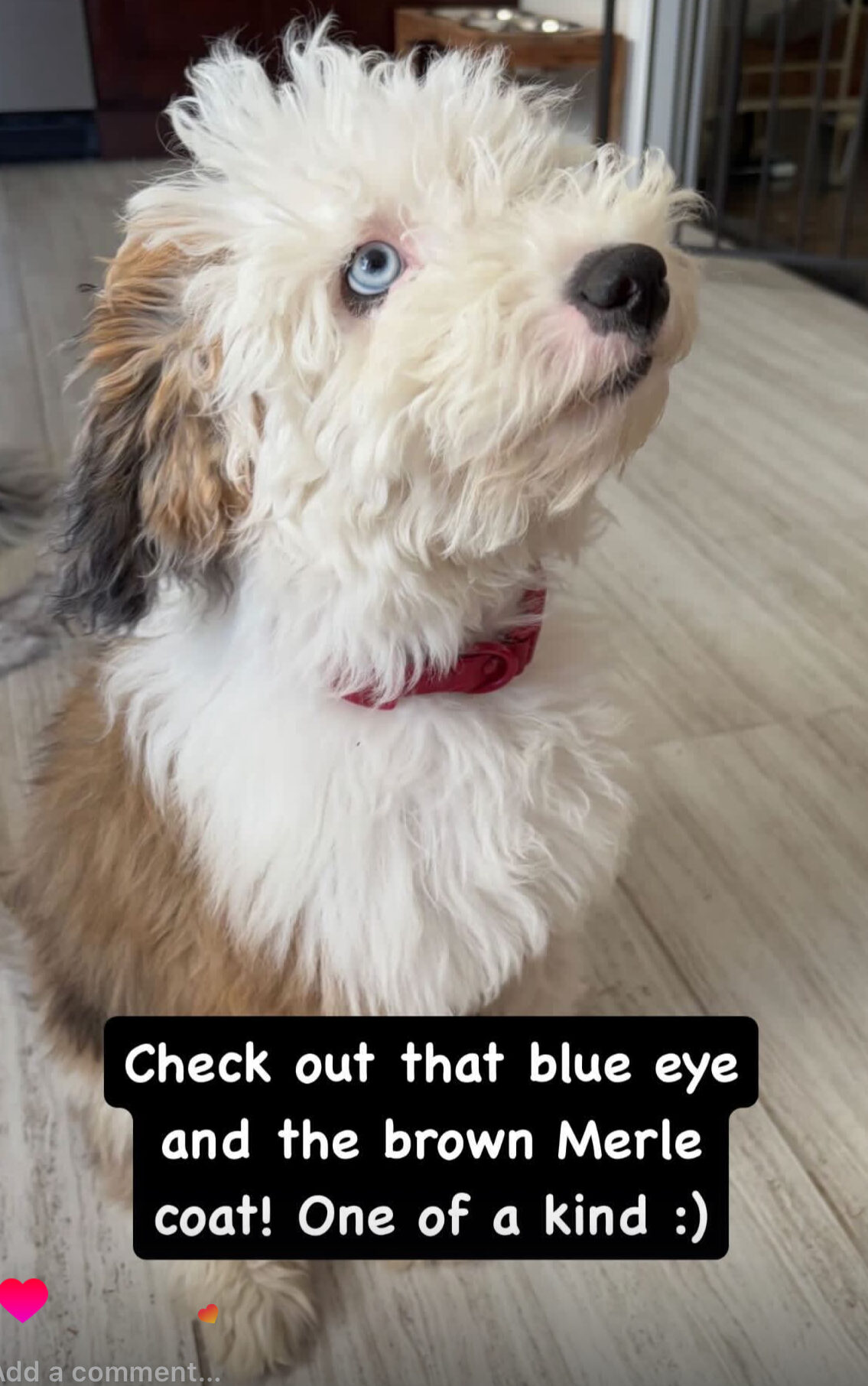 Brown merle mini sheepadoodle with blue eye in the house