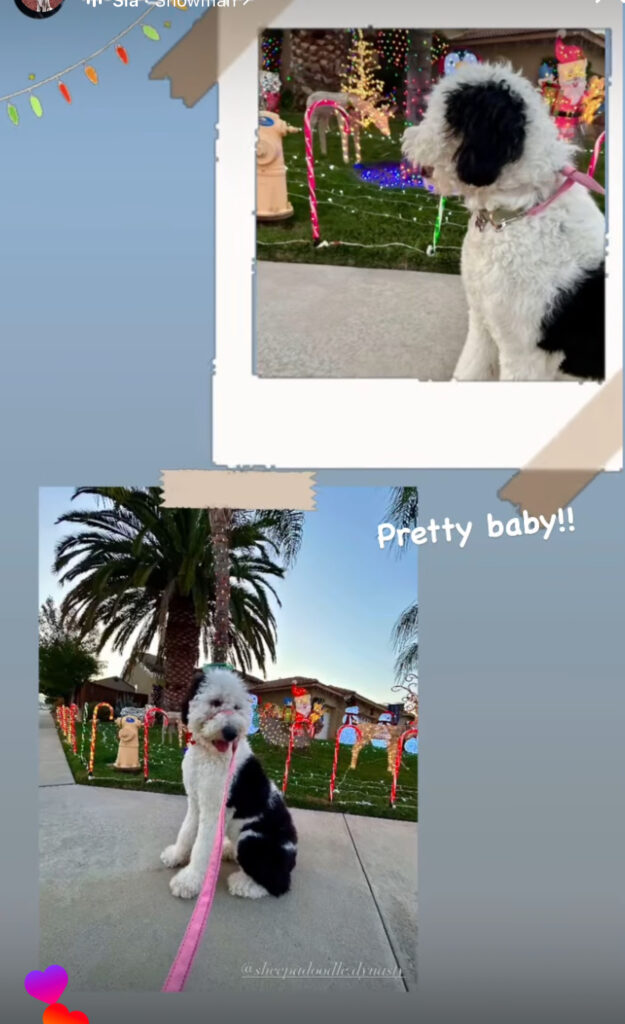 Black/white tuxedo sheepadoodle at the mall