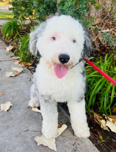 Mini merle Sheepadoodle puppy