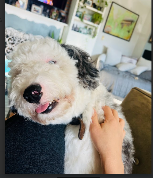 Mini merle Sheepadoodle puppy