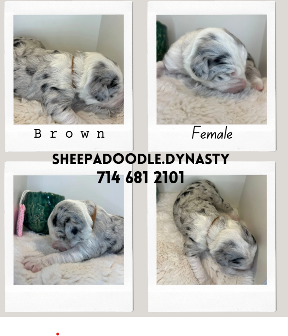 sheepadoodle puppy- mini merle sheepadoodle