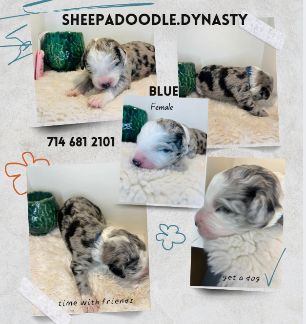 sheepadoodle puppy- mini merle sheepadoodle