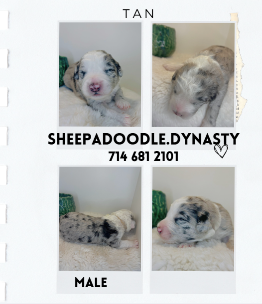 sheepadoodle puppy- mini merle sheepadoodle