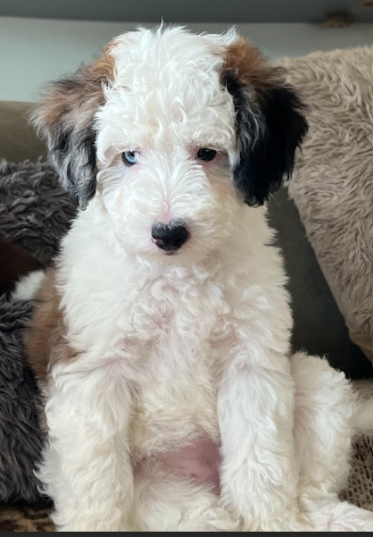 Mini merle Sheepadoodle puppy