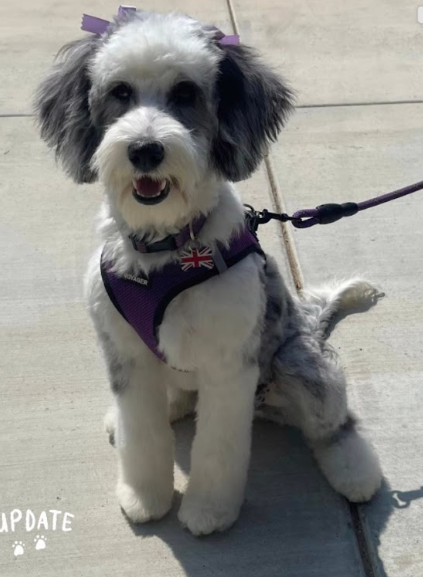 Mini merle Sheepadoodle puppy