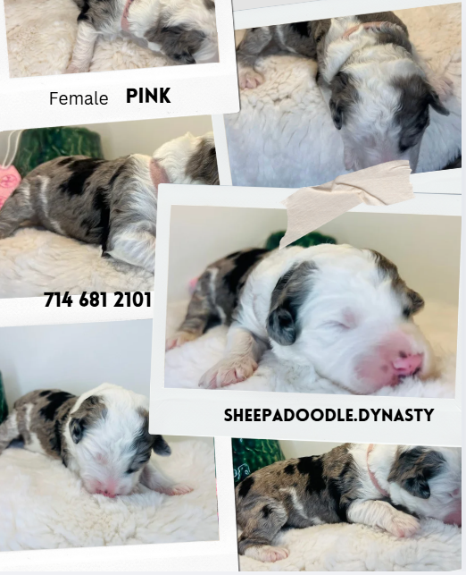 sheepadoodle puppy- mini merle sheepadoodle