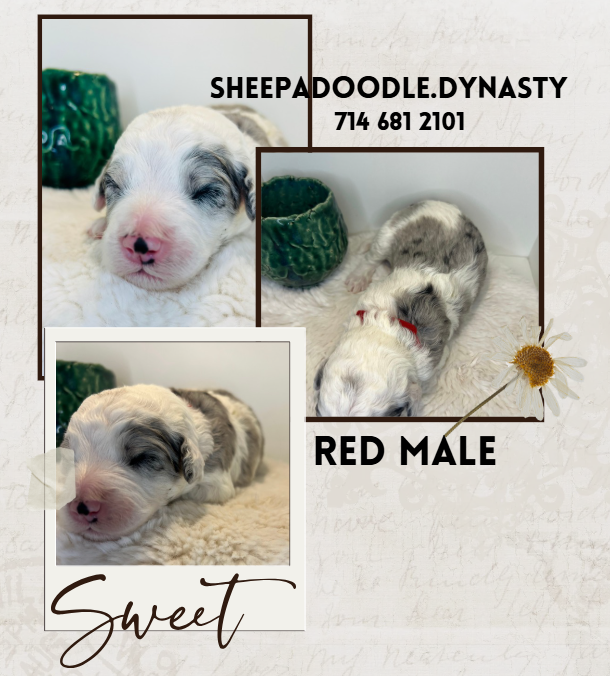 sheepadoodle puppy- mini merle sheepadoodle