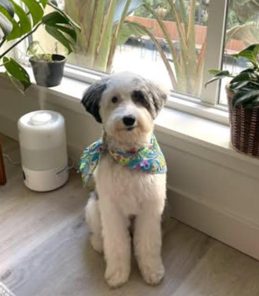 Mini merle Sheepadoodle puppy