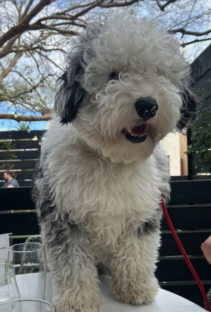 Mini merle Sheepadoodle puppy