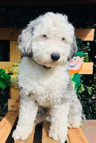 Sheepadoodle Merle Puppy Available