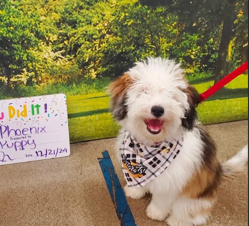 Mini merle Sheepadoodle puppy