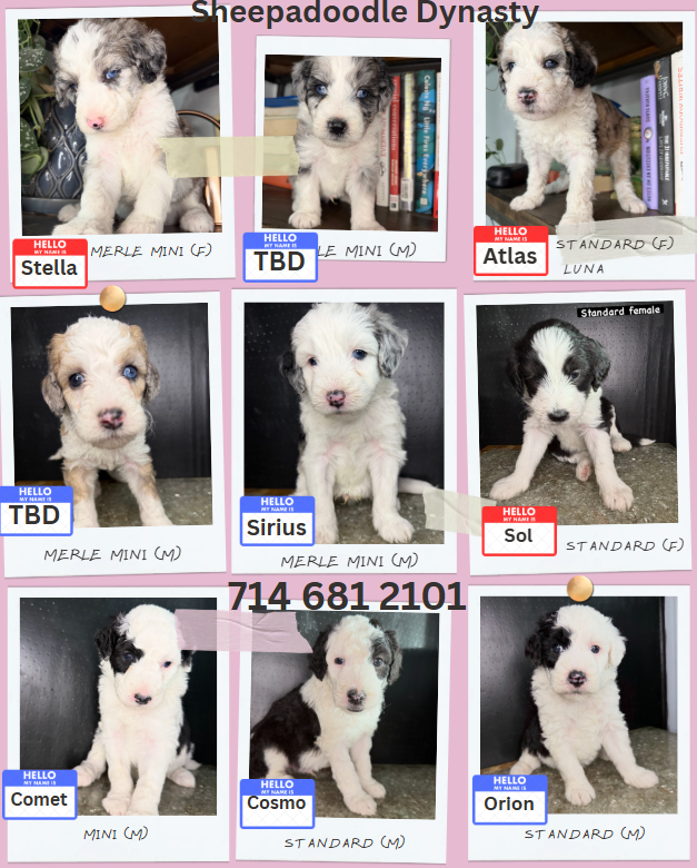 Sheepadoodle puppies