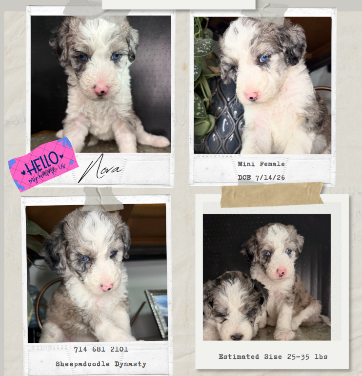 Mini Merle Sheepadoodle