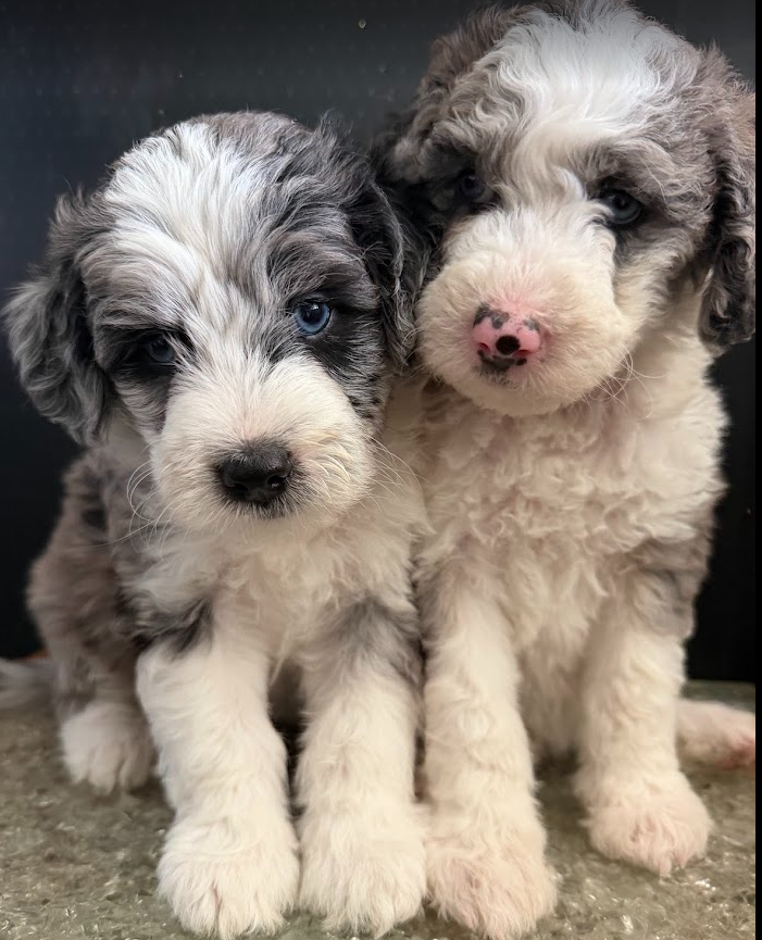 mini merle sheepadoodle
