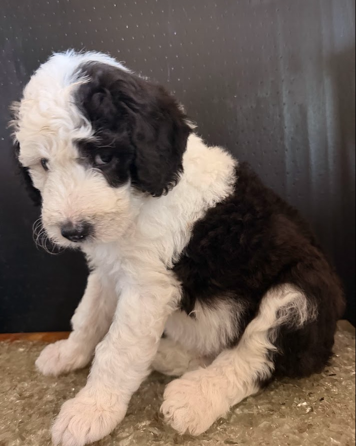sheepadoodle puppy