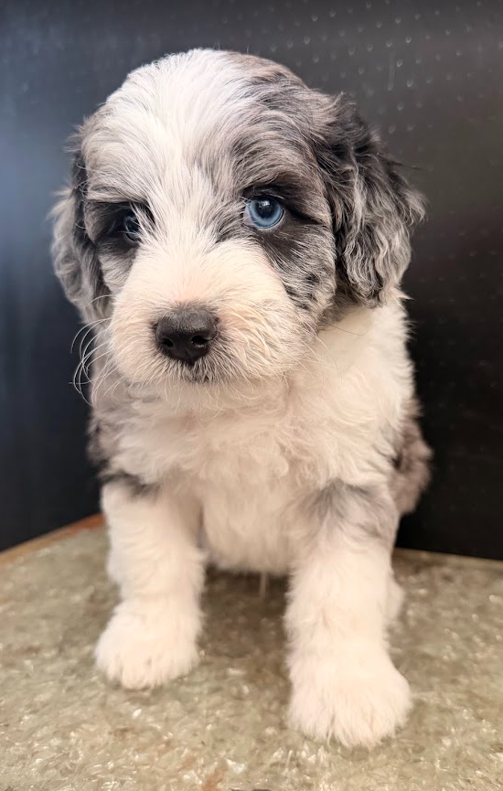 mini merle sheepadoodle
