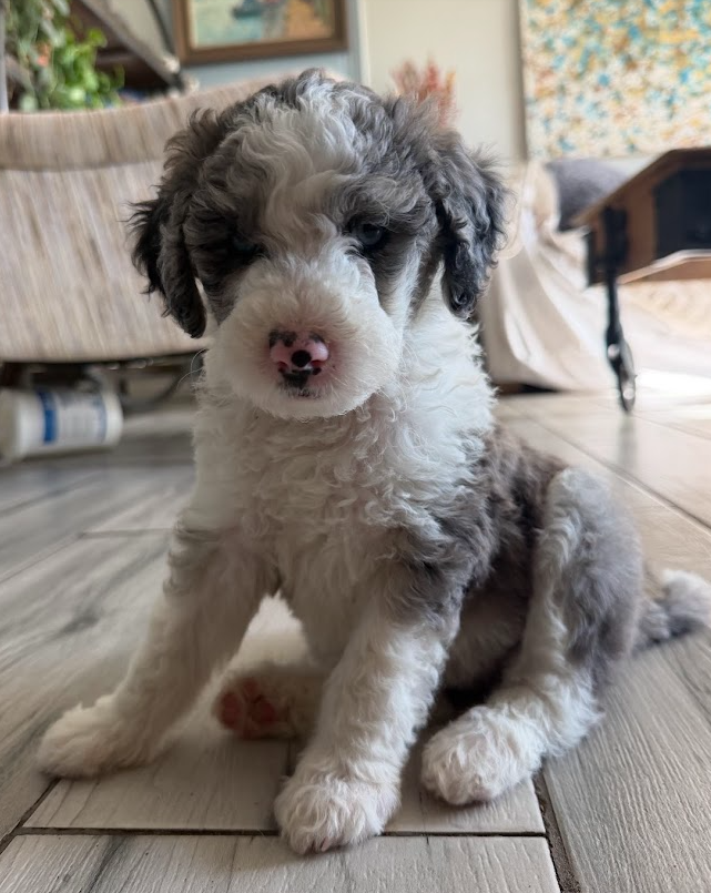 mini merle sheepadoodle