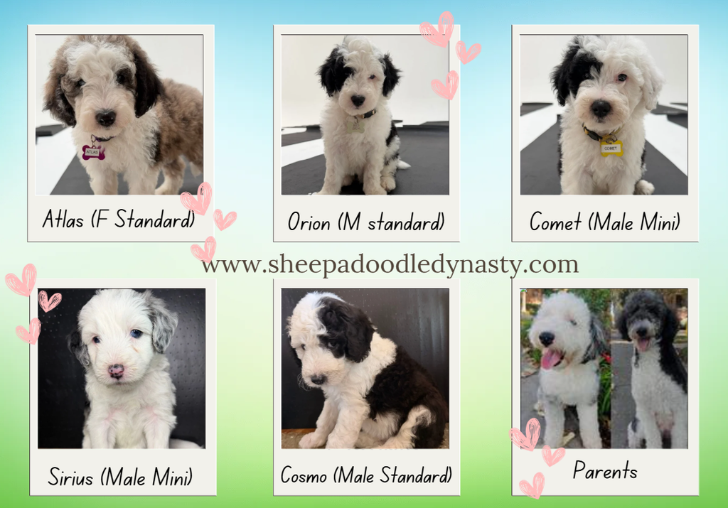 Sheepadoodle puppies